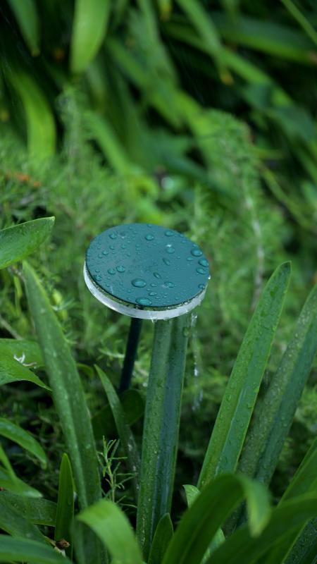 chiodo_green_forest_06.jpg